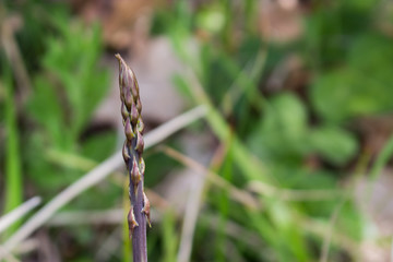 wild asparagus harvested in the woods