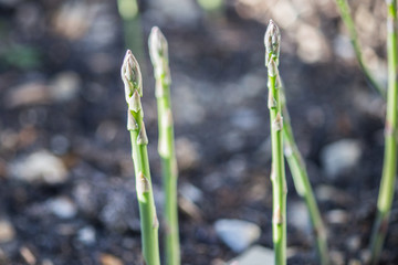 wild asparagus harvested in the woods