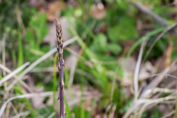 Fototapeta premium wild asparagus harvested in the woods