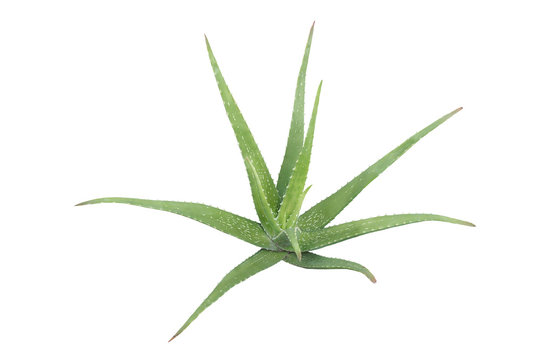 Aloe vera plant isolated on white background. clipping path. Agave plant tropical drought tolerance has sharp thorns