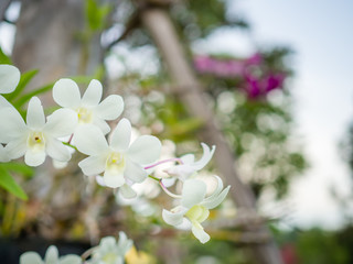 Fototapeta na wymiar Beautiful Thai orchids