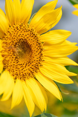 A close-up of beautiful sunflower flowers