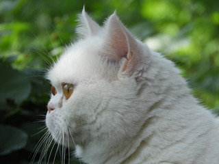 An albino British cat