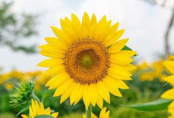 Obraz premium A close-up of beautiful sunflower flowers