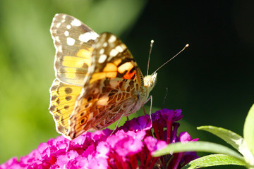 Ein Distelfalter Schmetterling sitzt auf eine lila Blüte im Sonnenschein im Sommer Vanessa cardui Cynthia cardui