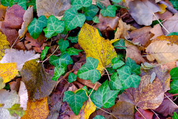 Wonderful autumn. Beautiful photos taken in the fall.