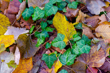 Wonderful autumn. Beautiful photos taken in the fall.