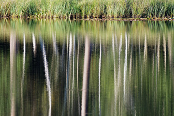 Obraz premium Birkenwald spiegelt sich im Wasser eines Sees, Nationalpark Maasduinen, Niederlande