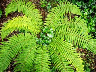 Green and wet fern in the forest