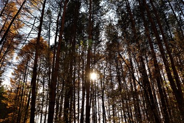 beautiful autumn forest, the sun peeps through the trees
