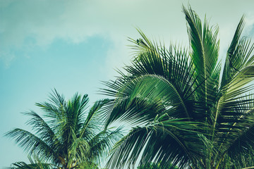 Obraz na płótnie Canvas Coconut palm tree foliage under sky. Vintage background. Retro toned poster.