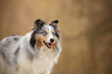 Sheltie