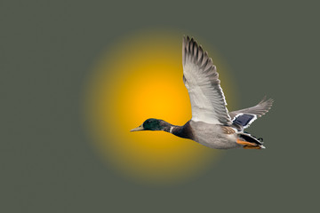 Mallard duck flying into the sunset on a foggy misty morning background