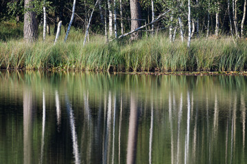 Birkenwald im Nationalpark Maasduinen, Niederlande