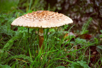 Autumn forest mushroom in green grass and tree in background. Macrolepiota procera, the Parasol mushroom.