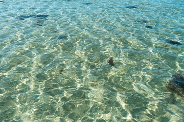 close up view of clear and shimmering ocean water in shallow water with sand and algae underneath