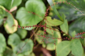 Persicara filiformis grows in woods, and a flower is the raceme of the red and white.