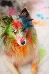 Sheltie holi colors