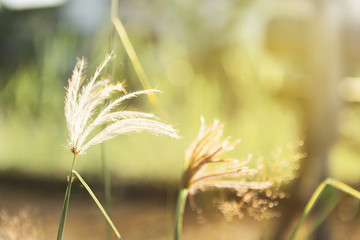 Blurred nature background, blurred grass flower with morning warm light