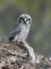 northern hawk owl chick in early June