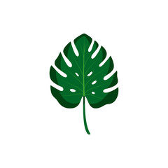 Vector illustration. Tropical leaf on white background.