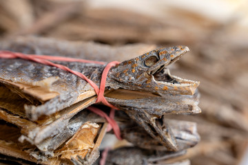 Dried gecko selling for medical purposes in chinese pharmacy. Chinatown market in Singapore. Close up