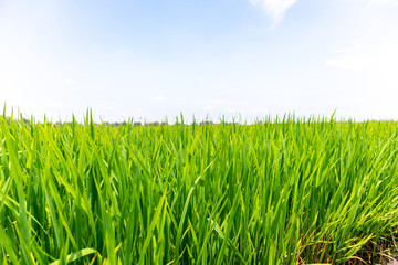 Close up green paddy rice field grass with blue sky landscape background. feel relax and calm Concept. Copyspace and background.