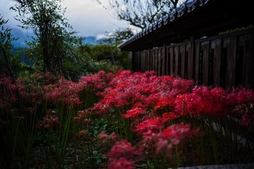 flowers in the temple