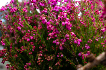 Obraz premium Close-up of heather / Calluna vulgaris