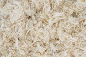 White goose feathers and fluff from pillows texture