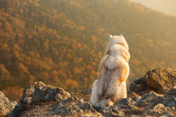 Happy and free dog breed siberian husky sitting on the hill on the mountains background in autumn at sunset