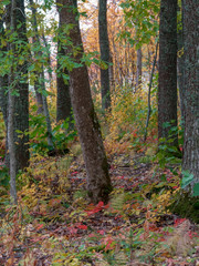 colorful mixed forest in autumn