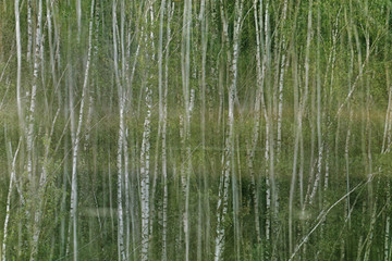 Birkenwald im Nationalpark Maasduinen, Niederlande