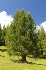 Obraz premium Alberi