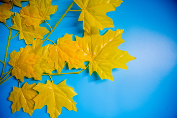 colored autumn leaves on a blue background
