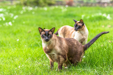Siamese cat