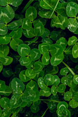 Clover field closeup - natural background