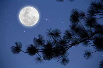 Full moon with starry over pine  branches . Romantic night.