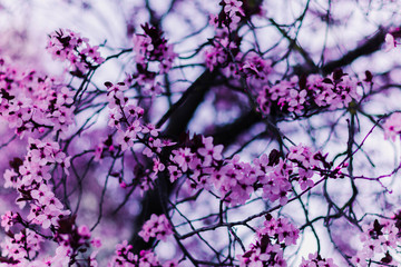 Primavera de un cerezo