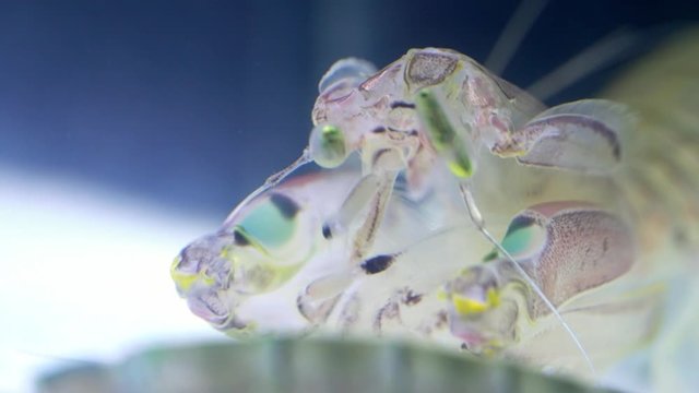 Mantis Shrimp or Squilla empusa green eyes close-up. Squilla empusa  is a species of mantis shrimp found in coastal areas of the western Atlantic Ocean.