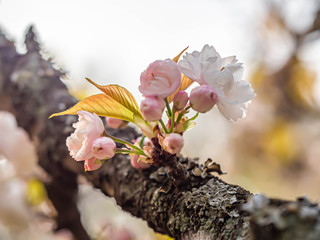 Closeup of growing sakura flower blooming with young green leaves and blurry bokeh background.