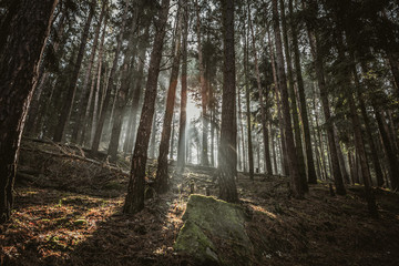 Obraz premium Forrest sunlight