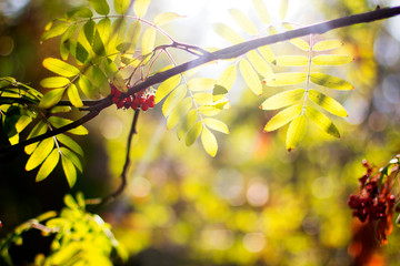  rowan leaves in autumn