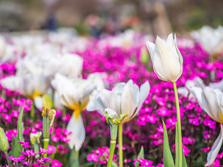 Fototapeta premium Closeup of white tulip flower with blurry small pink flowers field, people and park or garden background.