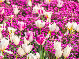 Closeup of white and pink tulip flower with  blurry small pink flower field background.