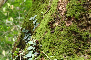 green moss stuck and growing on tree in forest, Thailand