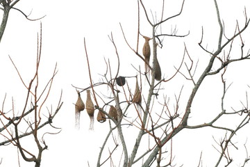 Group of weaver bird nest made from dry straw on tree branch on white background