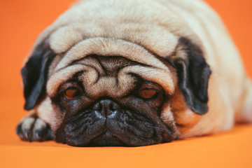 A beautiful sad pug lies on an orange background.
