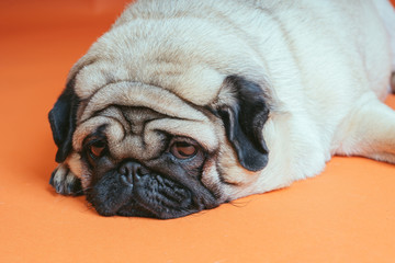 A beautiful sad pug lies on an orange background.