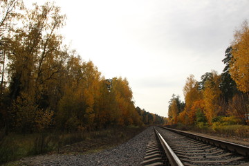 rail road track in autumn colorful forest with blue cloudy sky